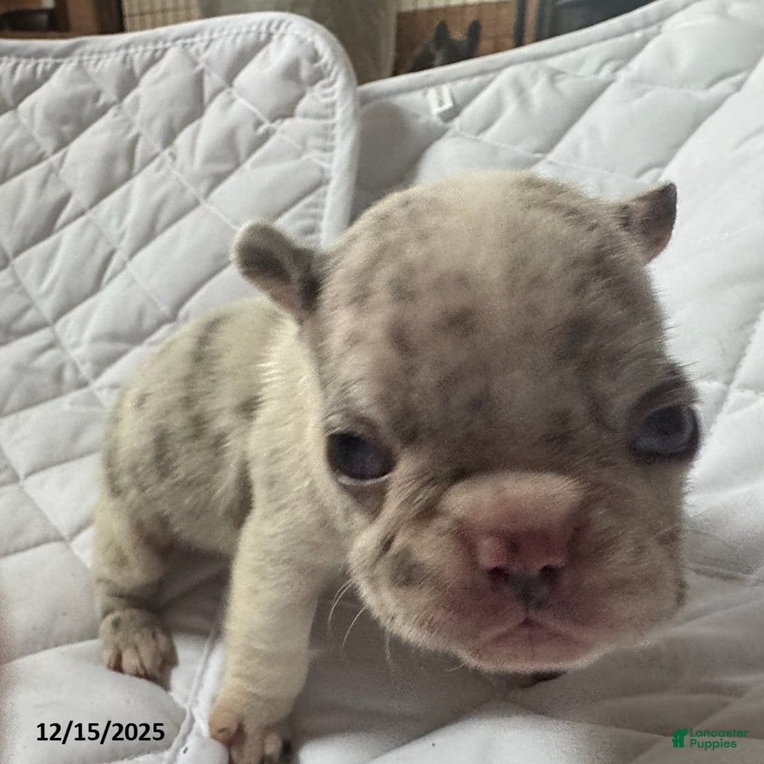 French Bulldog dogs for sale: Lilac - Ad 1