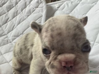 French Bulldog dogs Lilac - Ad 9