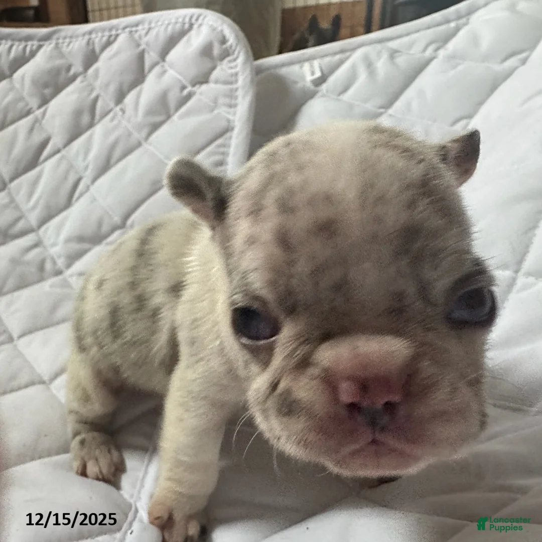 French Bulldog dogs for sale: Lilac - Ad 2