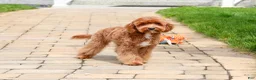 Cavapoo dogs for sale: Charles  - Ad 6