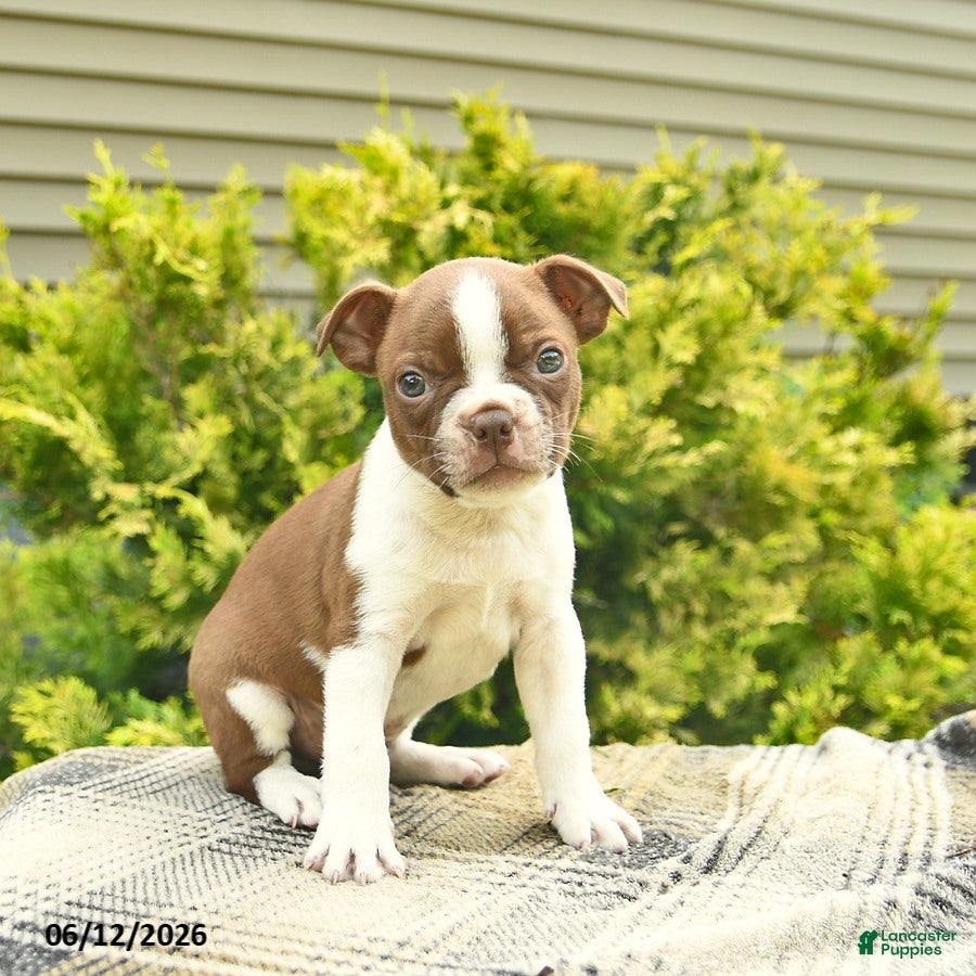 Boston Terrier dogs Lenny  - Ad 1