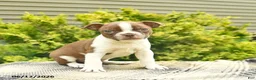 Boston Terrier dogs for sale: Lenny  - Ad 1