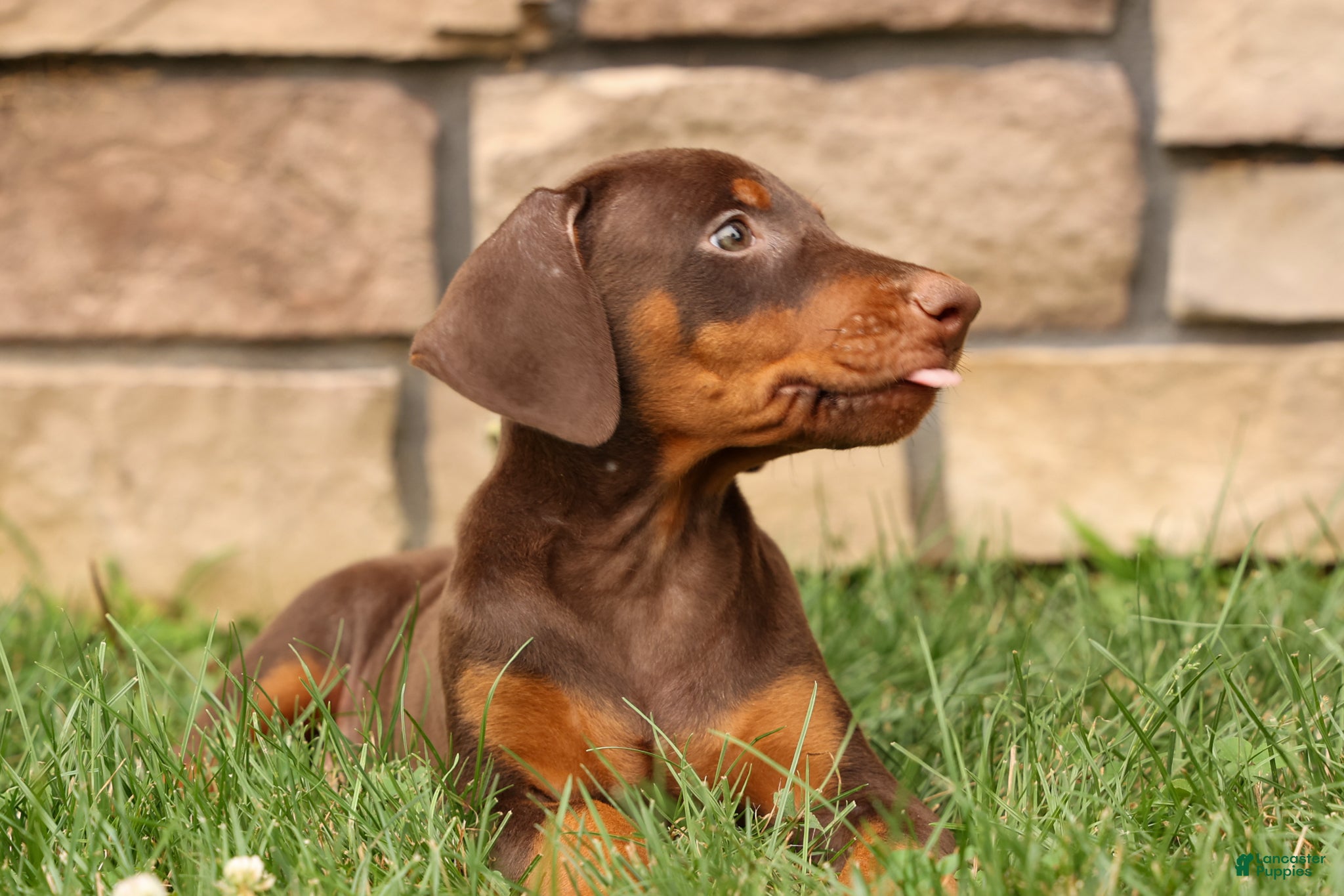Doberman Pinscher dogs DOLLY - Ad 2