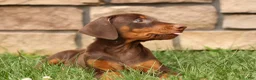 Doberman Pinscher dogs for sale: DOLLY - Ad 2