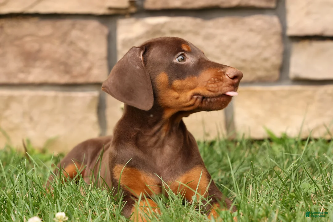 Doberman Pinscher dogs for sale: DOLLY - Ad 2