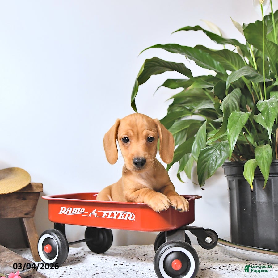 Miniature Dachshund dogs Oscar - Ad 1