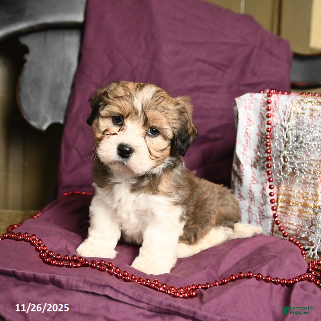 Havanese dogs for sale: Chip - Ad 1
