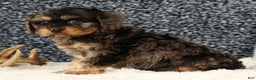 Cavapoo dogs for sale: Buck - Ad 7