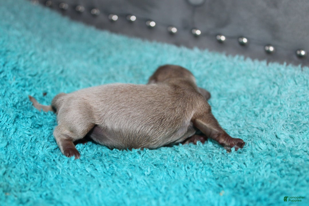 Miniature Dachshund dogs for sale: Piper Mini - Ad 4