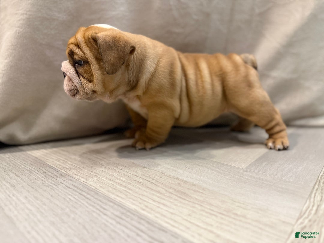 English Bulldog dogs for sale: Martha may - Ad 7