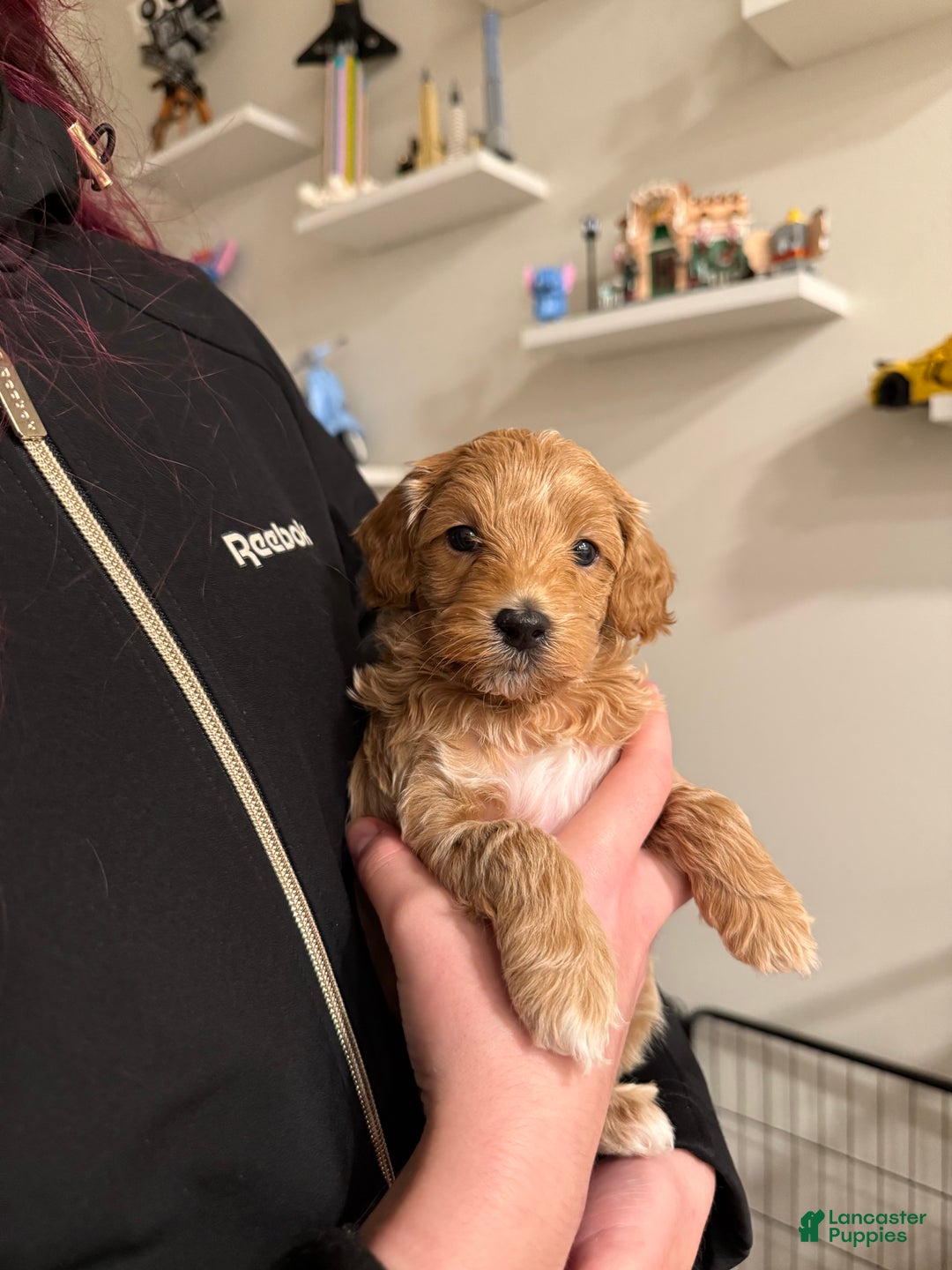 Maltipoo dogs for sale: Maltipoo Puppy 2 - Ad 2