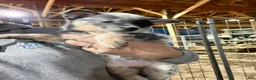 Australian Cattle Dog dogs for sale: Beth - Ad 11