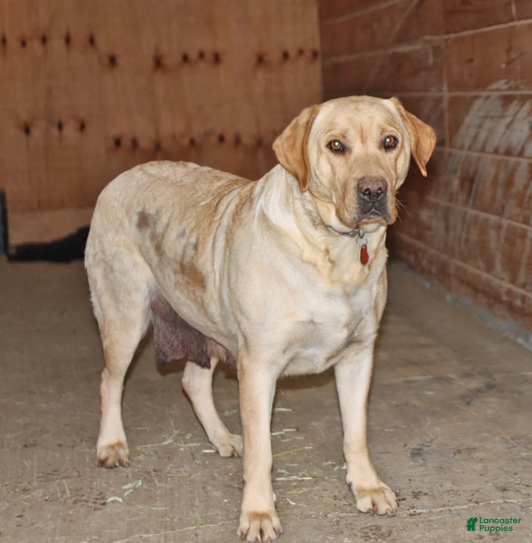 Labrador Retriever dogs for sale: Pansy - Ad 4