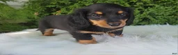 Miniature Dachshund dogs for sale: Vivian  - Ad 13