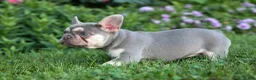 French Bulldog dogs for sale: Stella🌸 - Ad 11