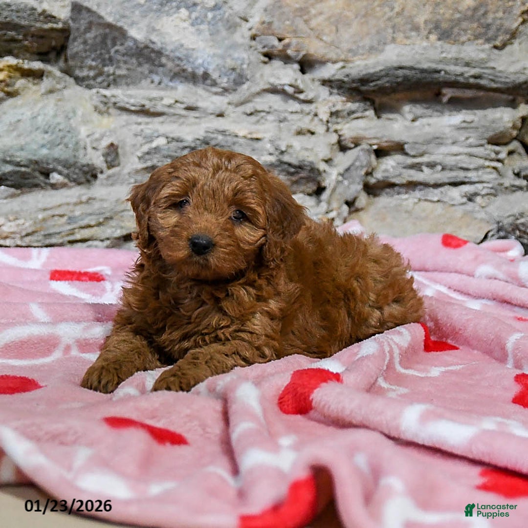 Mini Goldendoodle dogs for sale: Casey - Ad 4