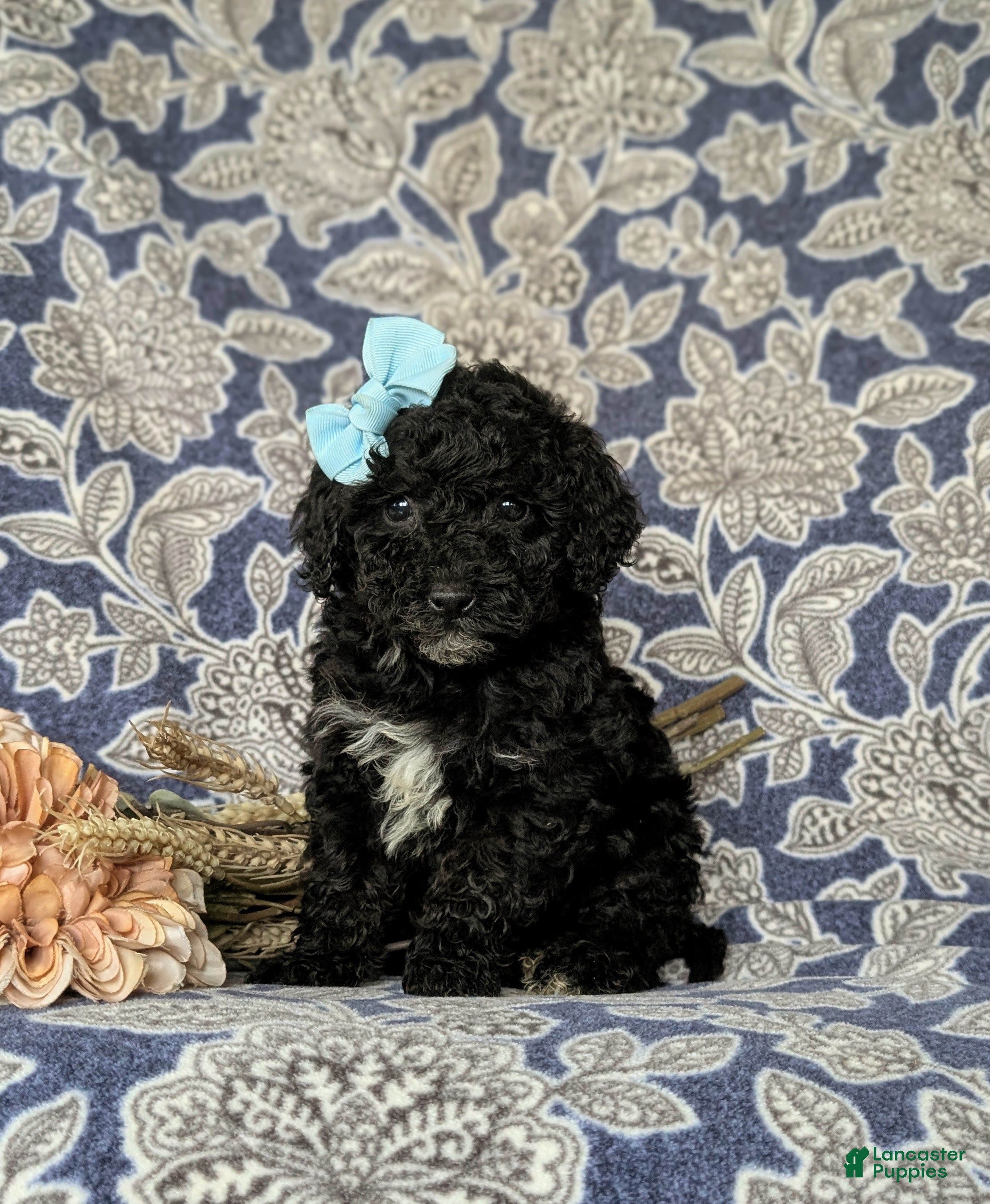 Miniature Poodle dogs Adelaide - Ad 41