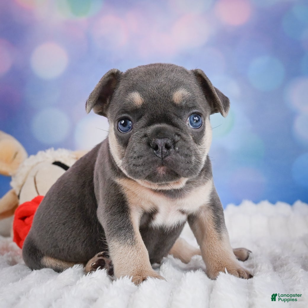 French Bulldog dogs for sale: Copper - Ad 3