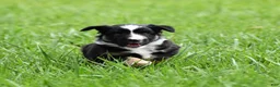 Miniature Australian Shepherd dogs for sale: Piper - Ad 13