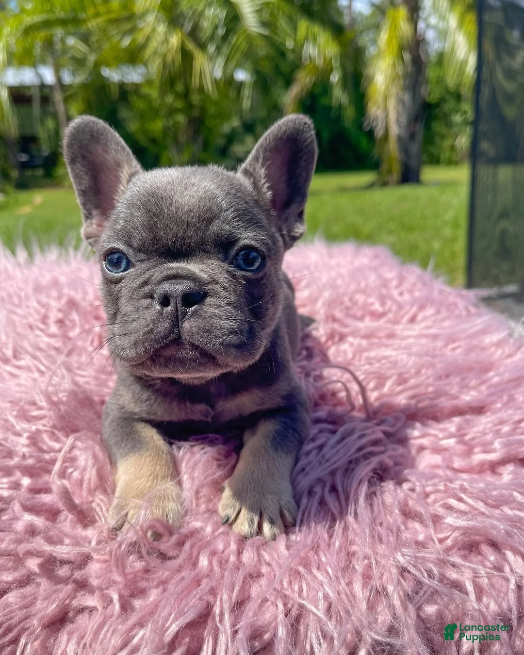 French Bulldog dogs for sale: French Bulldog Puppy 1 - Ad 2