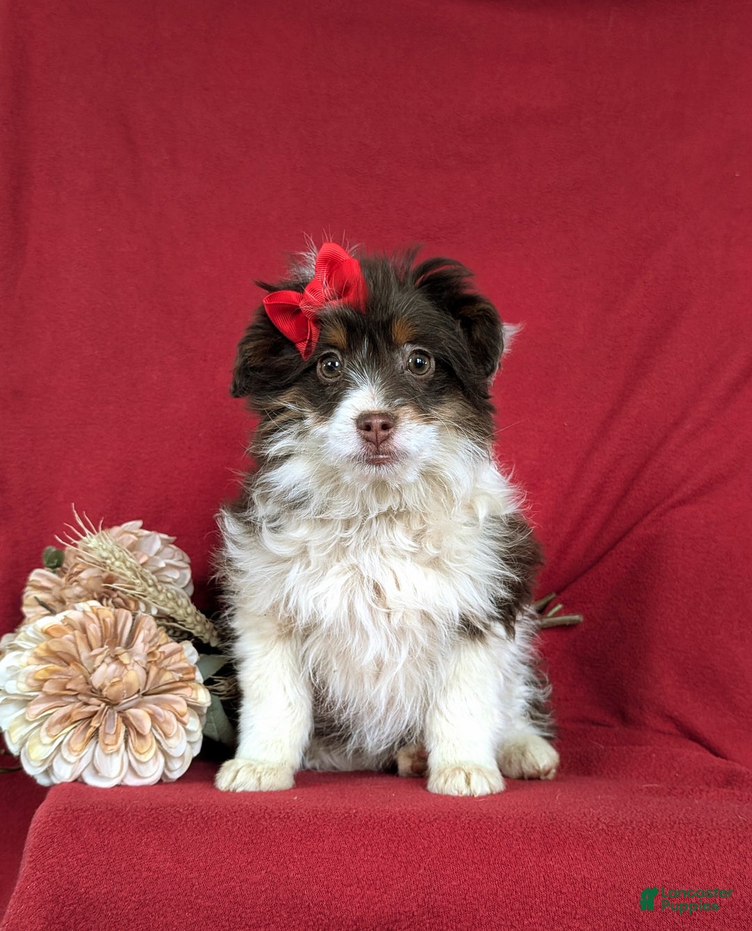 Mini Aussiedoodle dogs for sale: Brittney - Ad 2