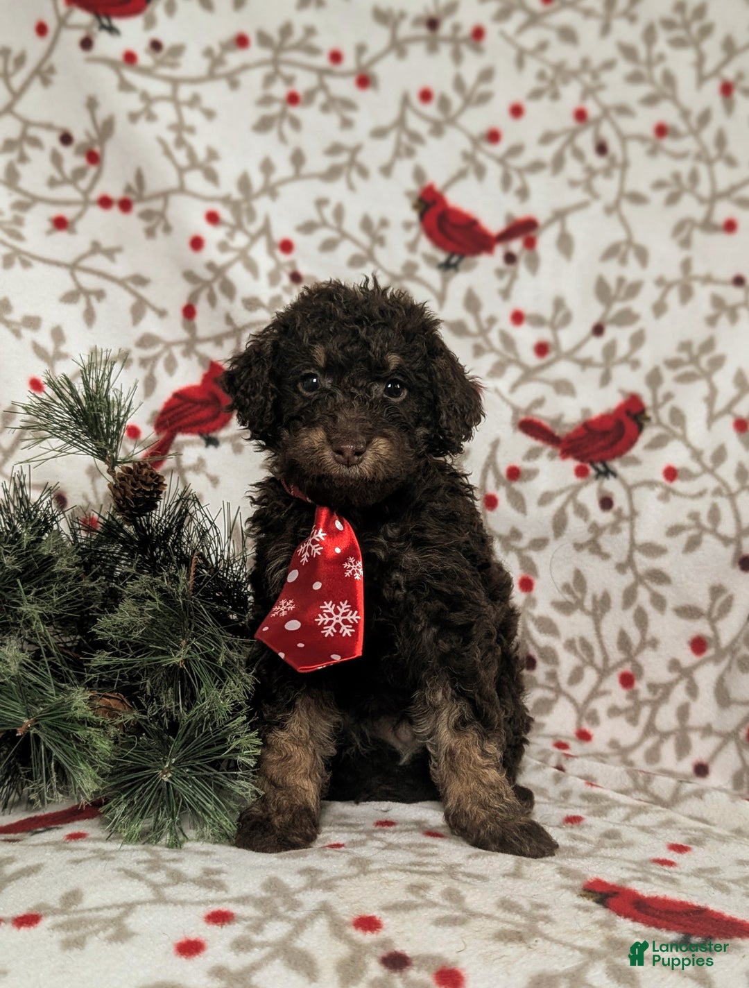 Mini Bernedoodle dogs for sale: Adken Hypoallergenic - Ad 2