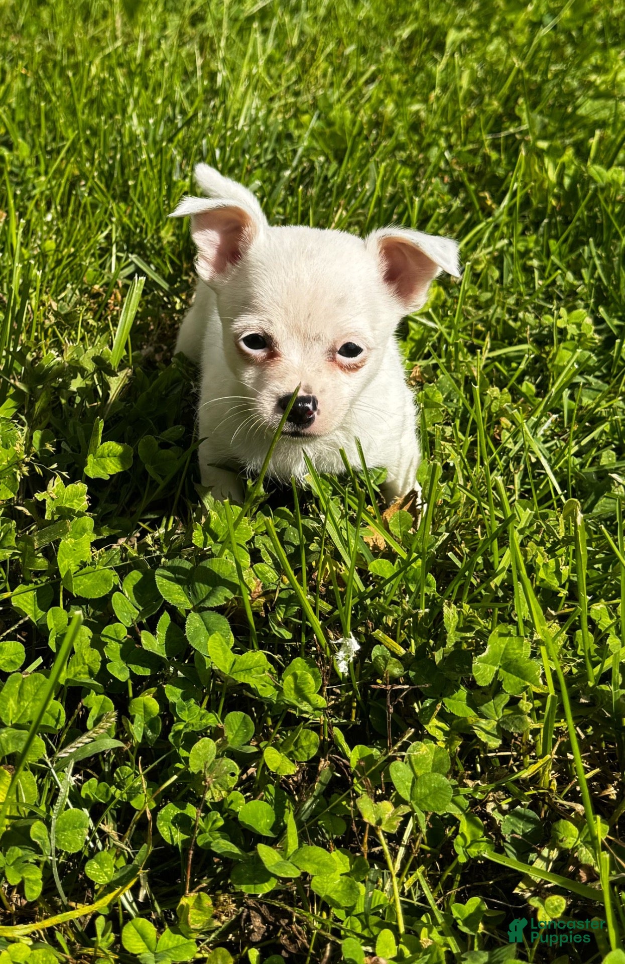 Chihuahua dogs for sale: Benny - Ad 3