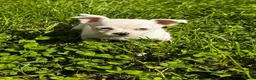 Chihuahua dogs for sale: Benny - Ad 1