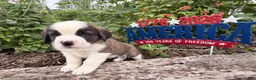 Saint Bernard dogs for sale: Boogie bear  - Ad 3