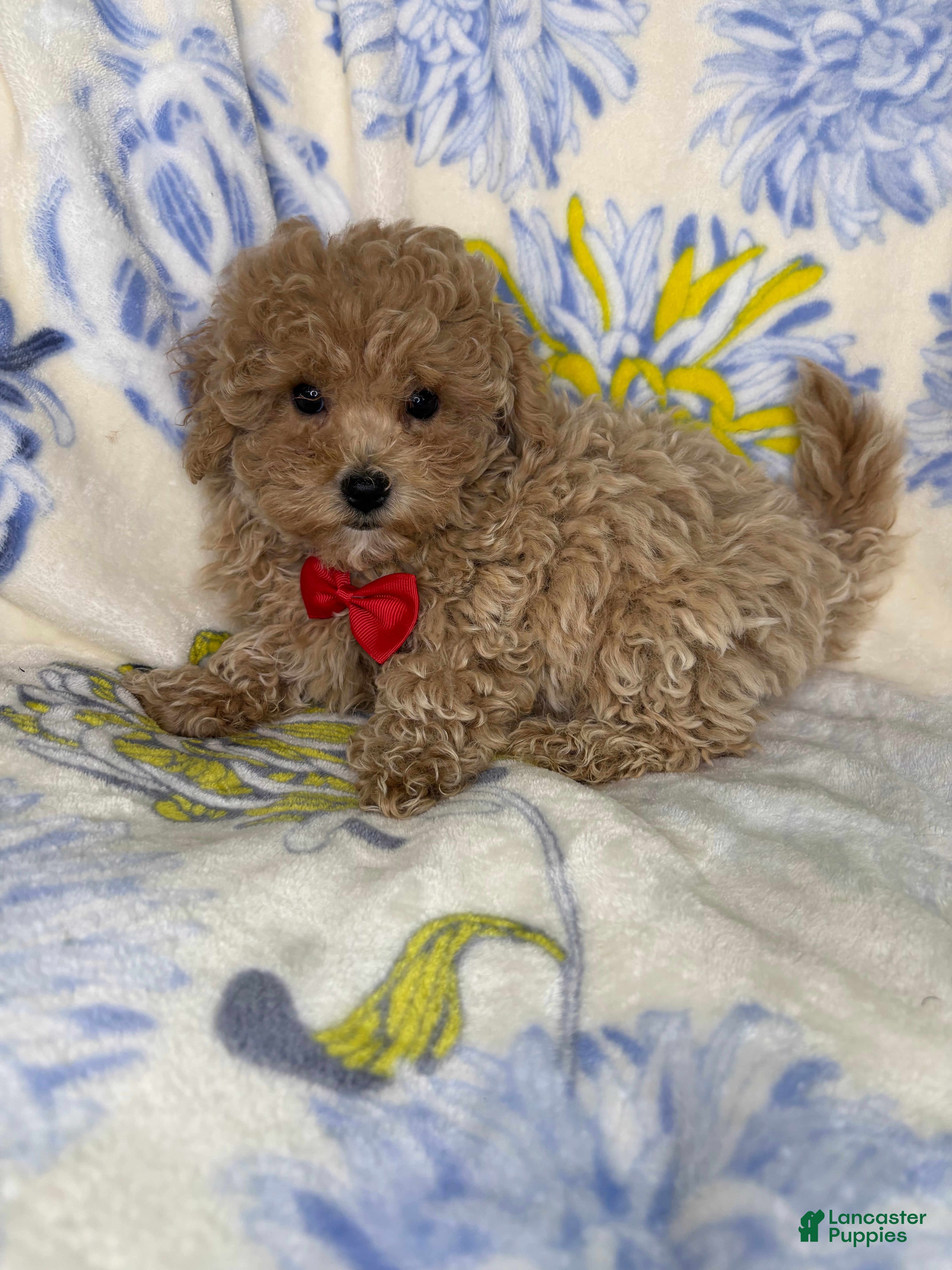 Mixed Breed dogs Mixed Breed 3 - Ad 25