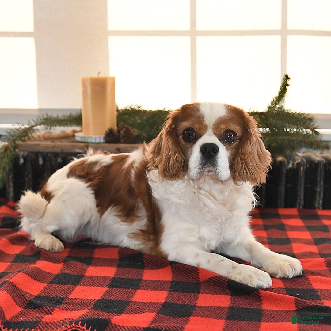 Cavalier King Charles Spaniel dogs for sale: Holly - Ad 7