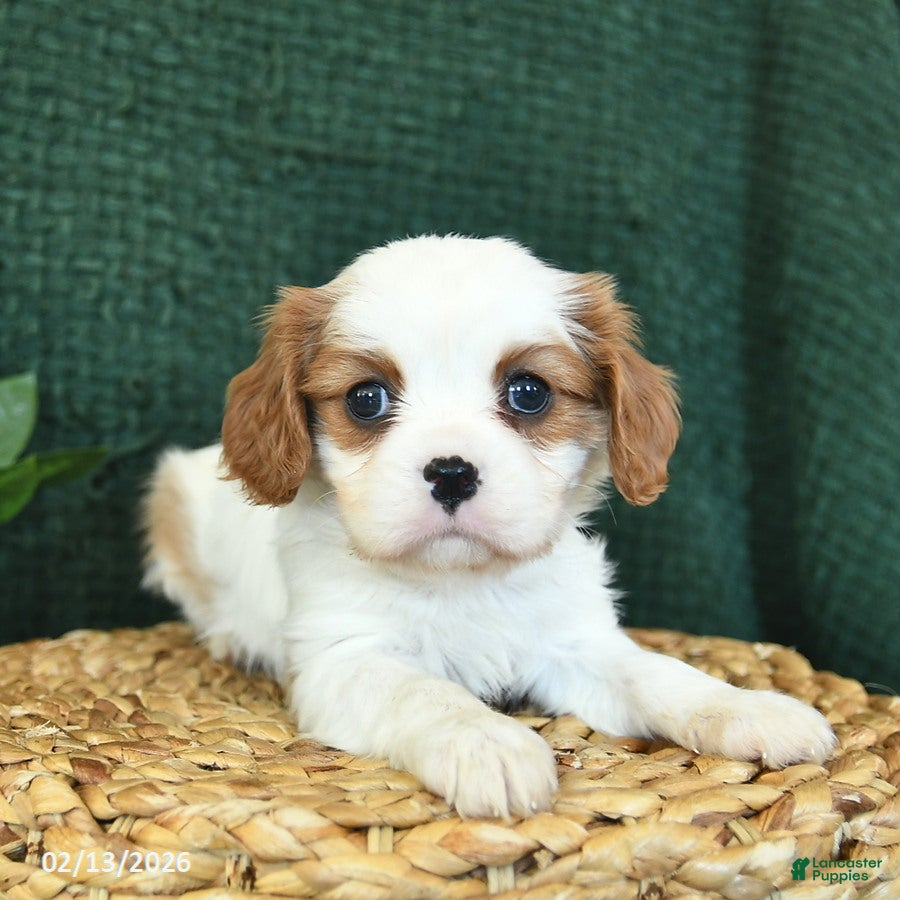 Cavalier King Charles Spaniel dogs Jewel  - Ad 1