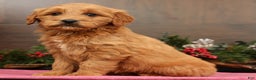 Mini Goldendoodle dogs for sale: Piper - Ad 5