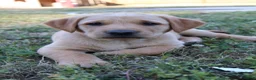 Goldador dogs for sale: Goldador Puppy 9 - Ad 2