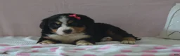 Bernese Mountain Dog dogs for sale: Eva - Ad 3