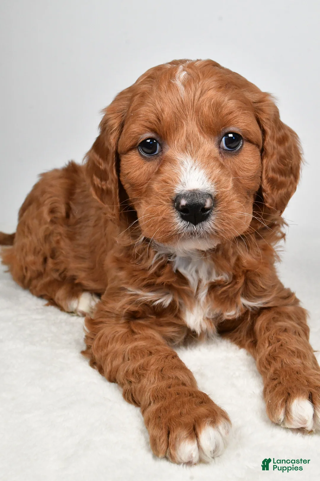 Mini Goldendoodle dogs for sale: Benji - Ad 10