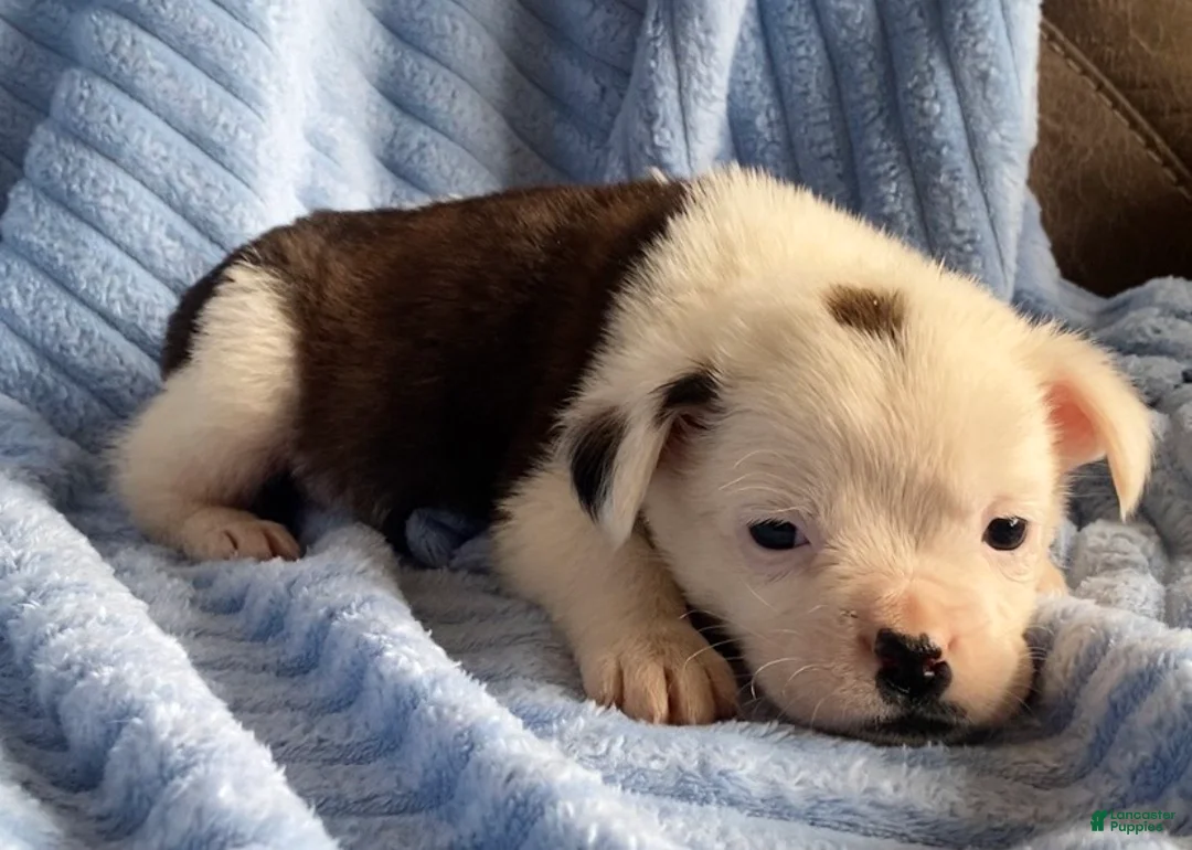 Mixed Breed dogs for sale: Lily - Ad 4