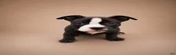 American Bully dogs for sale: Chanel - Ad 3