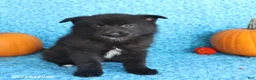 Pomsky dogs for sale: Toby - Ad 3