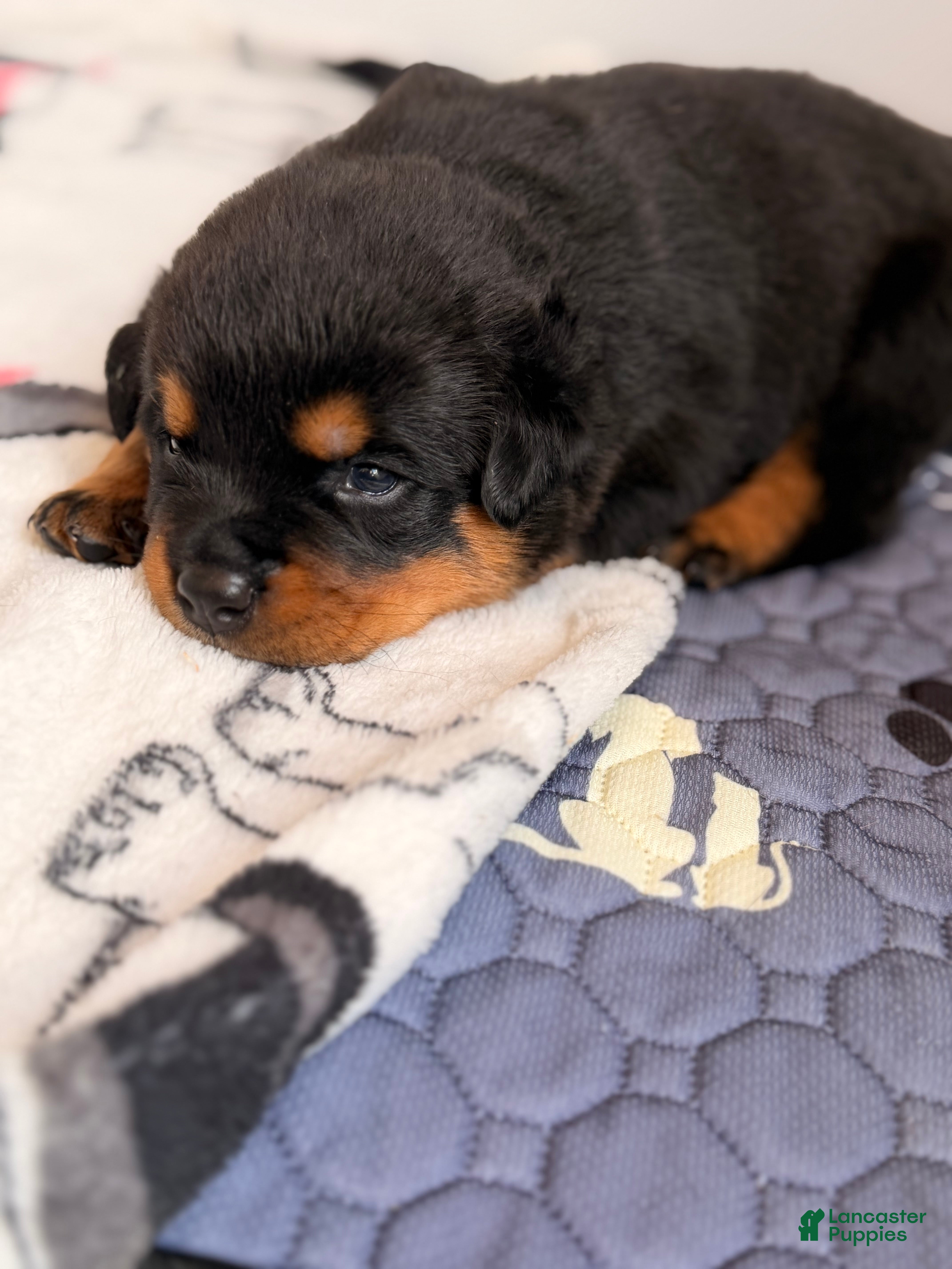 Rottweiler dogs Rottweiler Puppy 4 - Ad 8