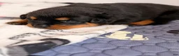 Rottweiler dogs for sale: Rottweiler Puppy 4 - Ad 1