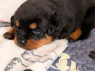 Rottweiler dogs Rottweiler Puppy 4 - Ad 6