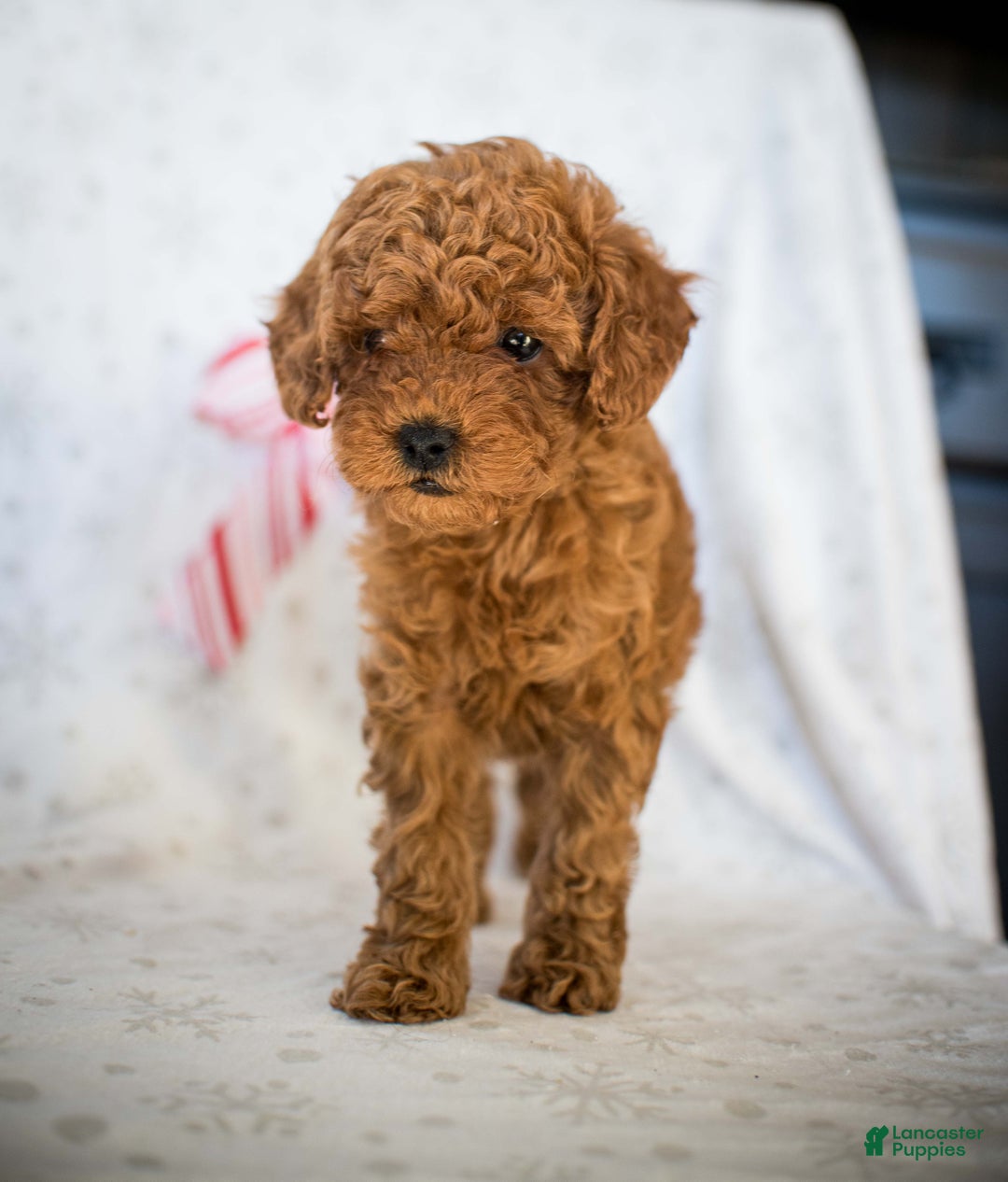 Miniature Poodle dogs for sale: Cindy Lou - Ad 2
