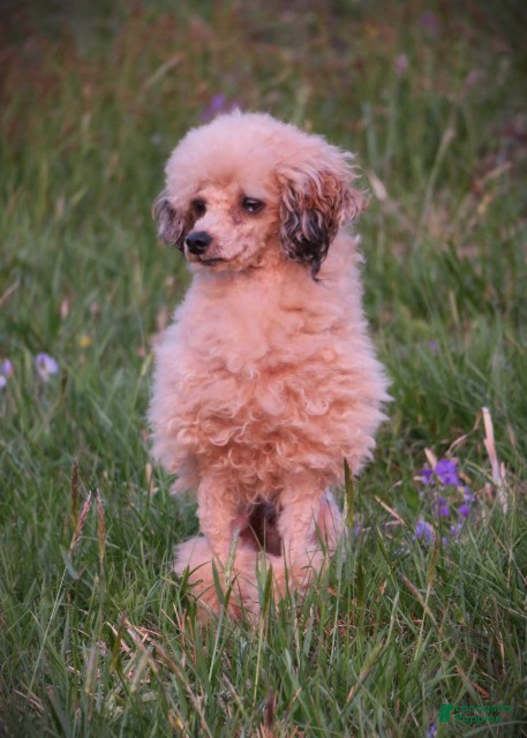 Mixed Breed dogs for sale: Eclipse - Ad 4