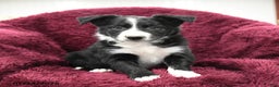 Border Collie dogs for sale: Hickory - Ad 3