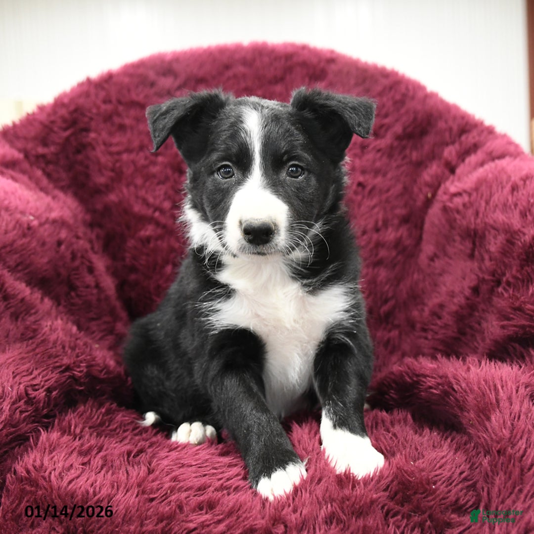 Border Collie dogs for sale: Hickory - Ad 3
