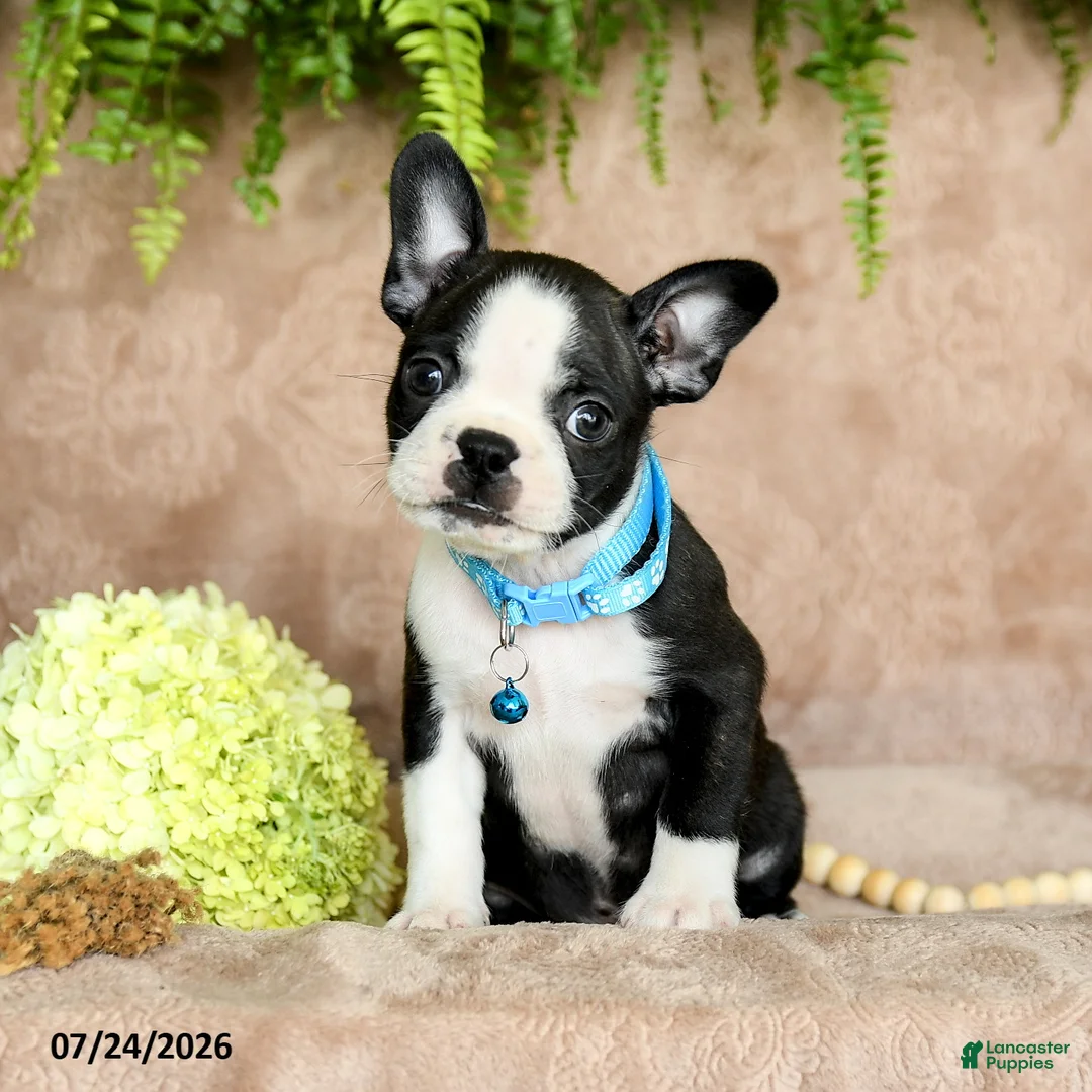 Boston Terrier dogs for sale: Diesel - Ad 1