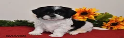 Shih Tzu dogs for sale: Leo - Ad 5