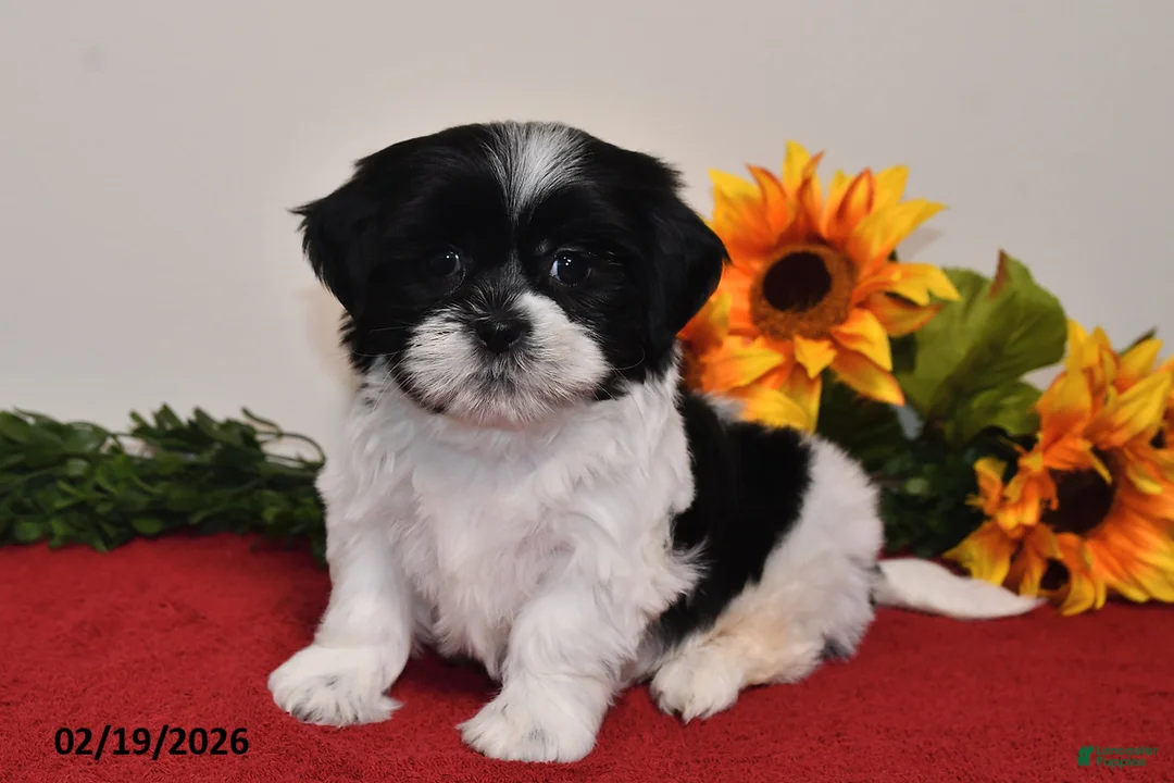 Shih Tzu dogs for sale: Leo - Ad 5