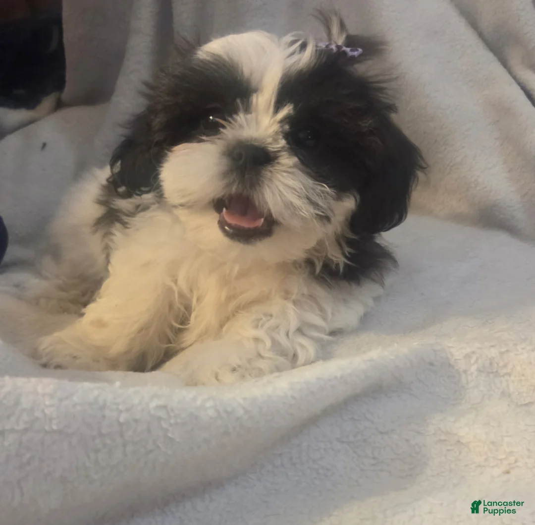 Shorkie dogs for sale: Shorkie Puppy 3 Purple - Ad 1